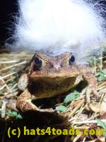 /home//u458753944/public_html/sourcegallery////////////Roxborough Toad Detour/2022/2022-04-14 and 04-13/P4140992.JPG